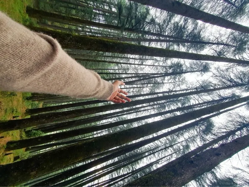 Pine Forest