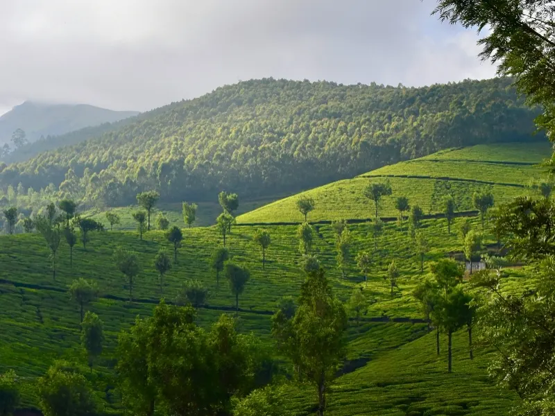 8 Days Mysore Coorg Wayanad Ooty Grand Escape