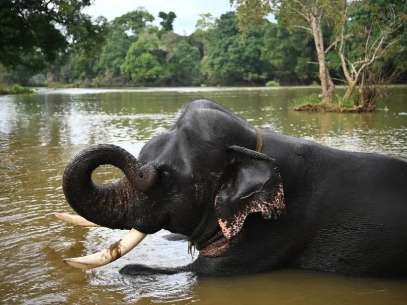 4 Days Mysore Coorg Heritage Bliss