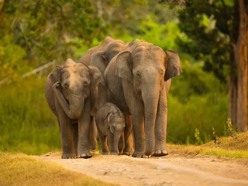 Nagarhole National Park