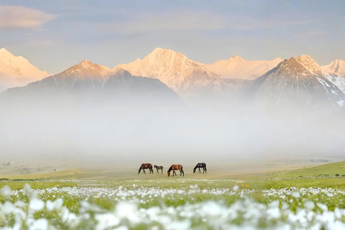 Gulmarg