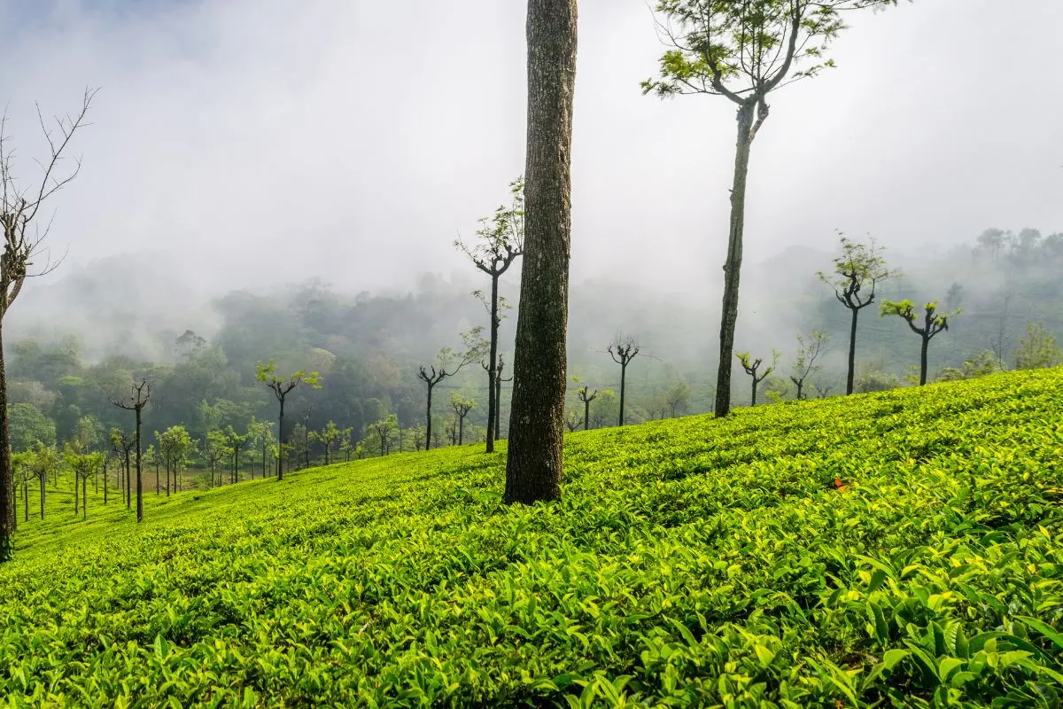 Ooty