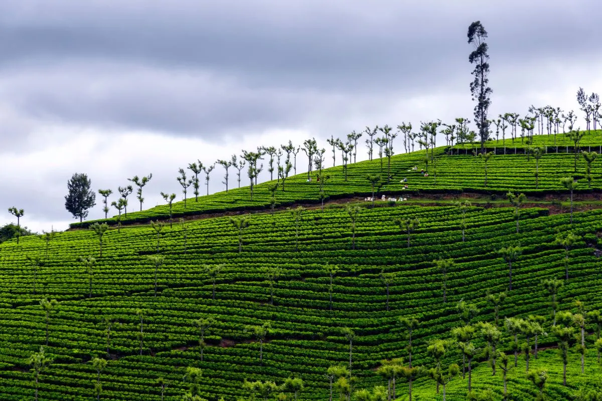 Ooty