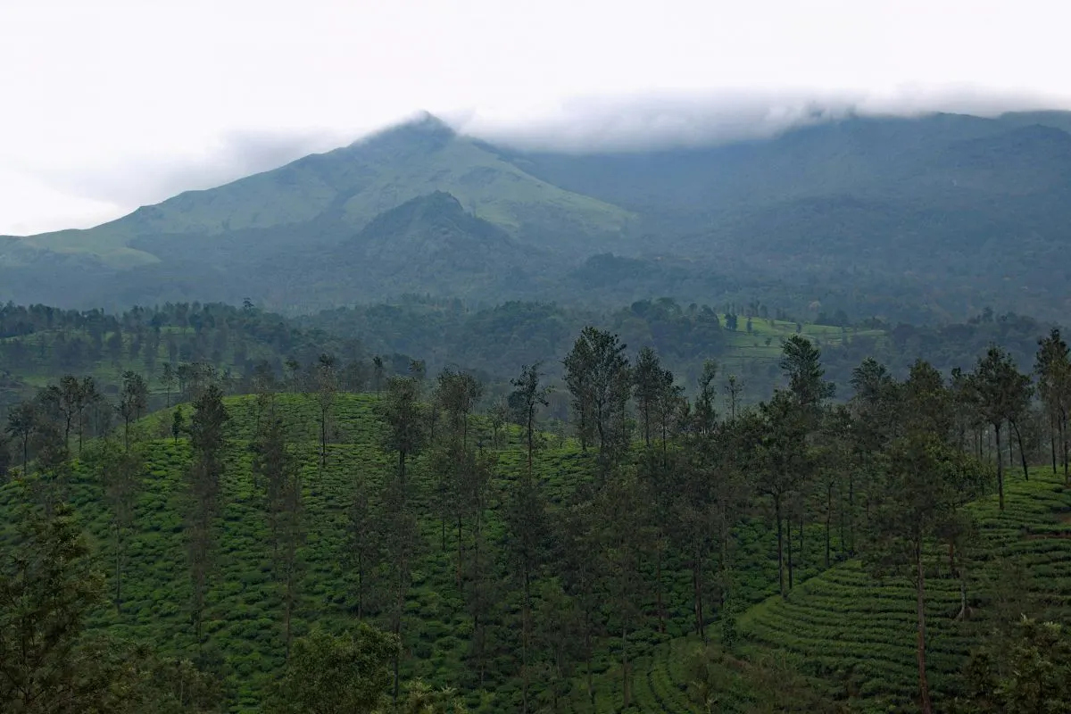 Wayanad Mist