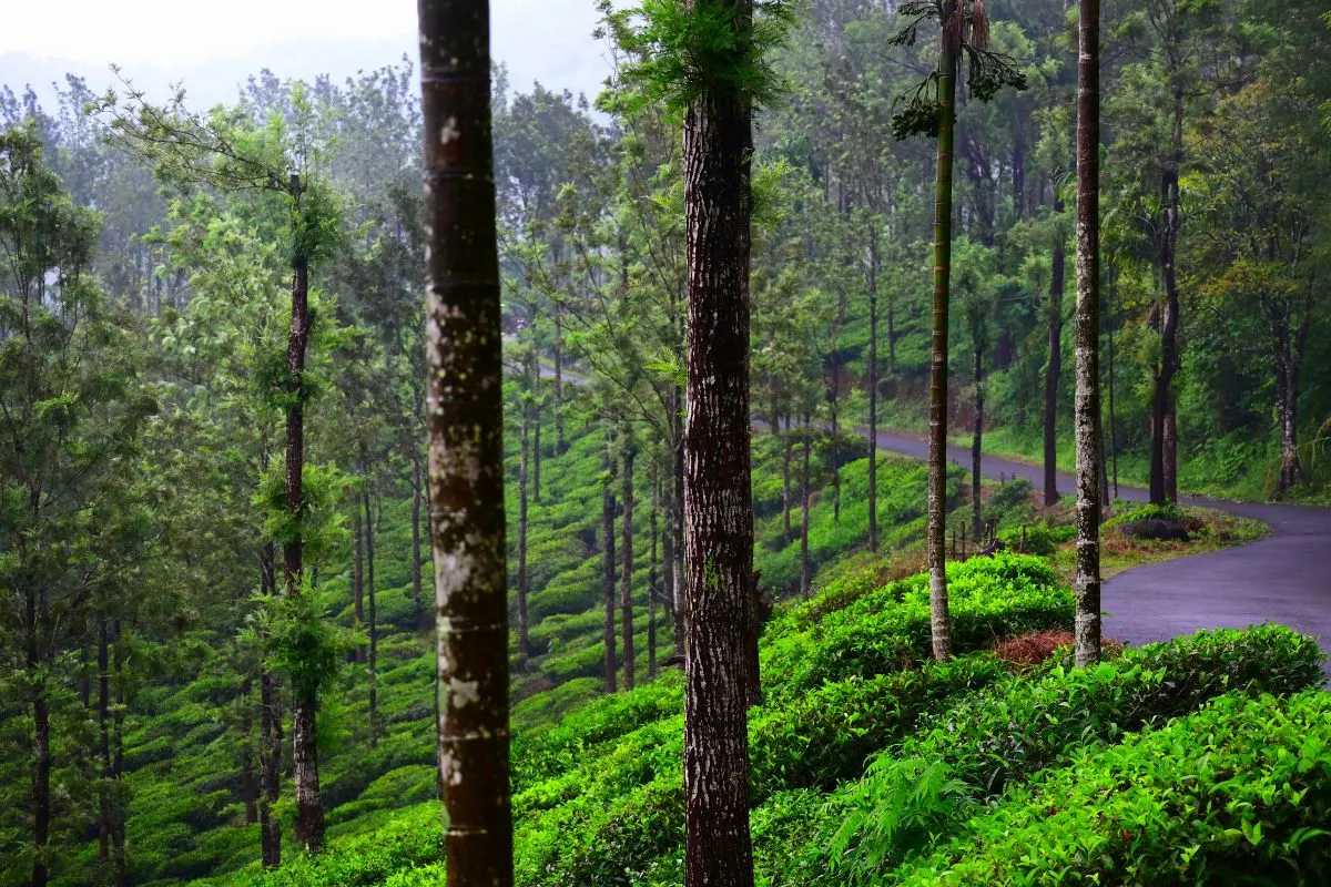 Wayanad Forest