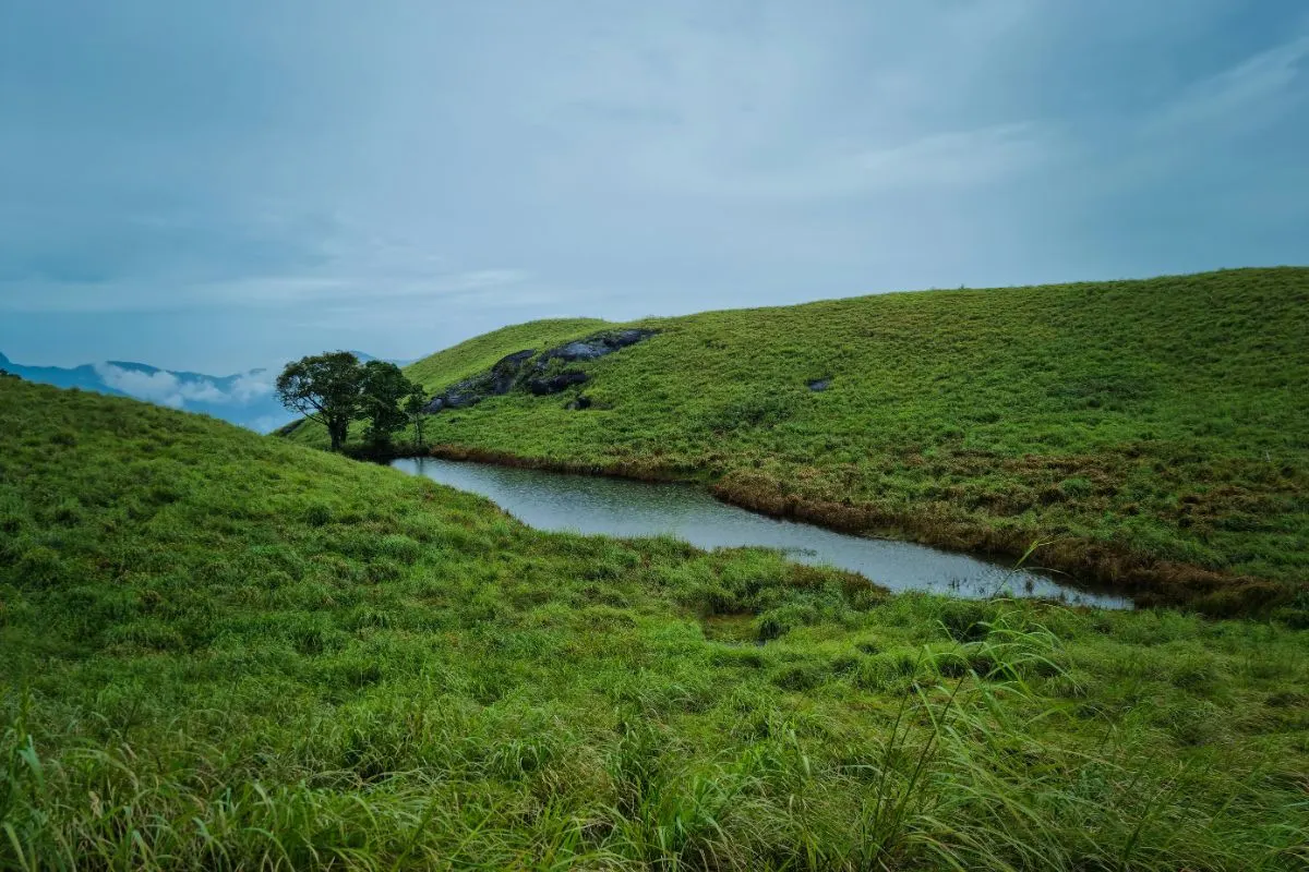 Wayanad Meadows