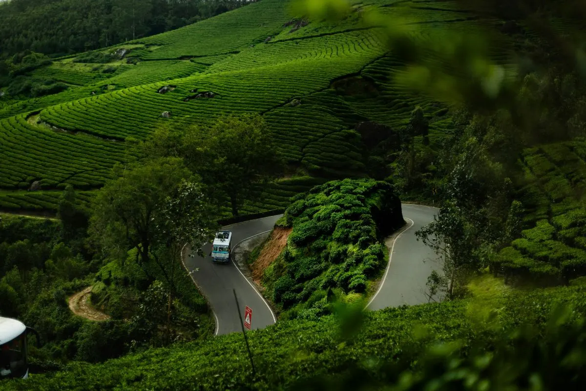 Wayanad Tea Road