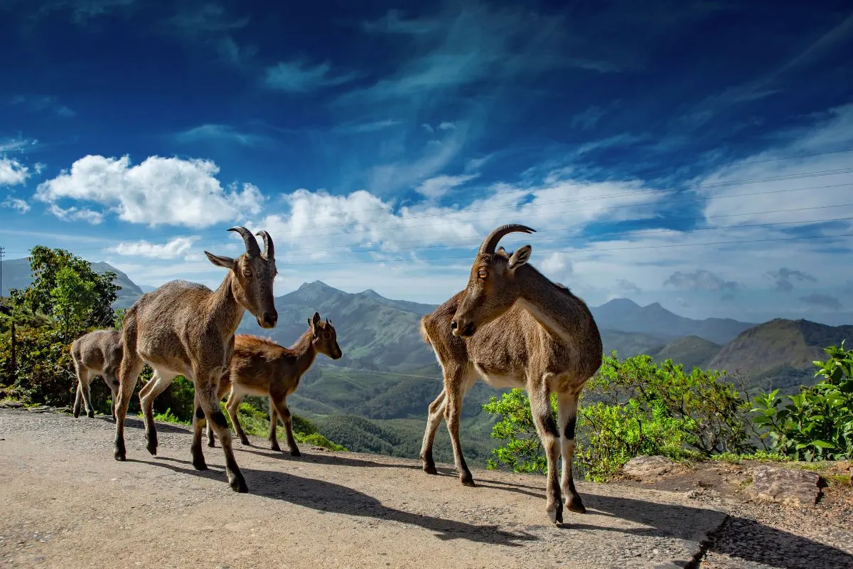 5 Days Kerala Munnar Thekkady Alleppey Group Tour