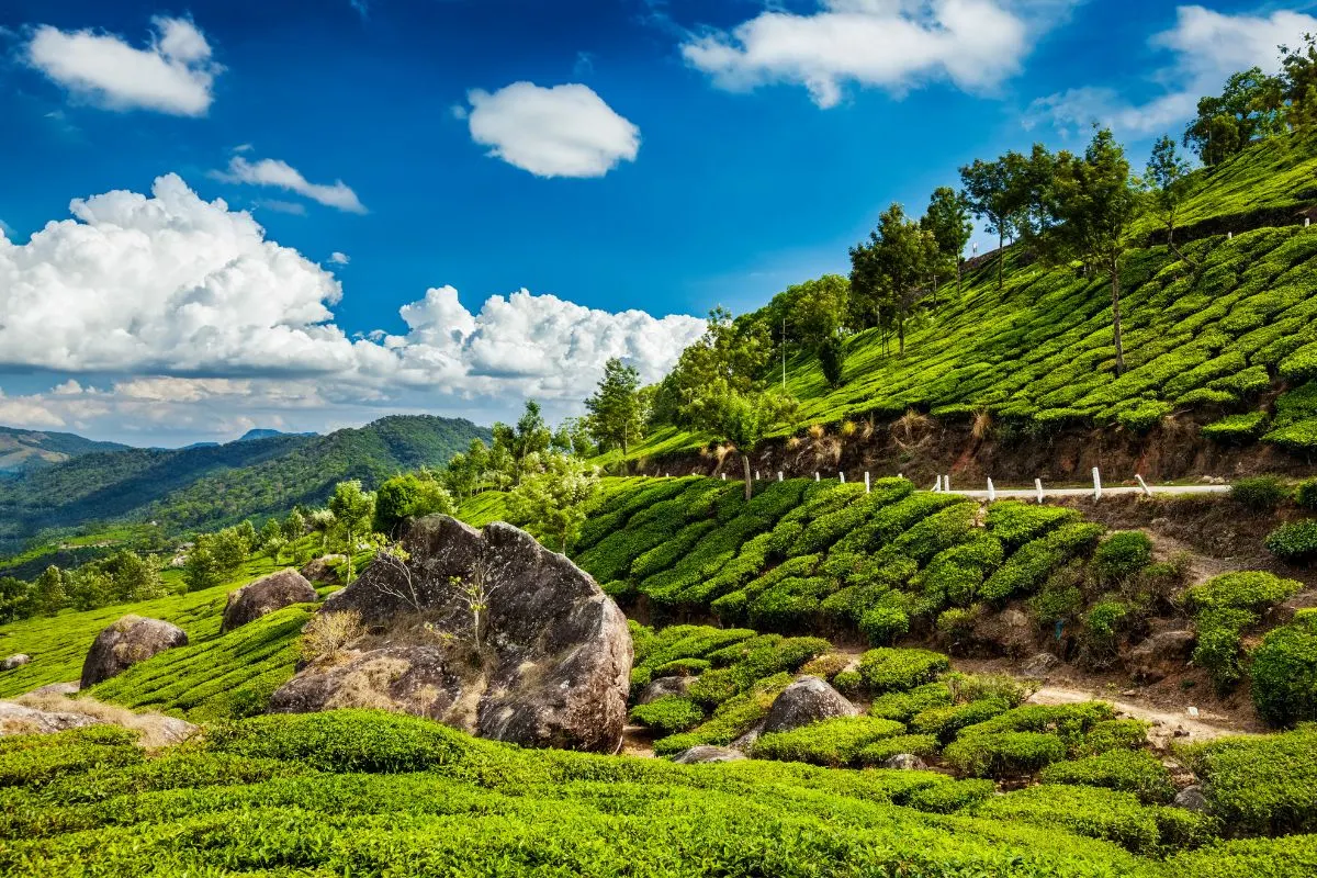 Munnar Tea Hills