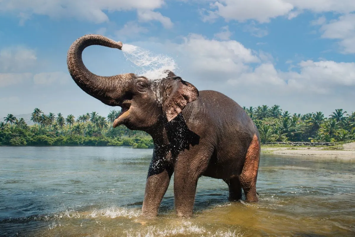 Periyar Elephant
