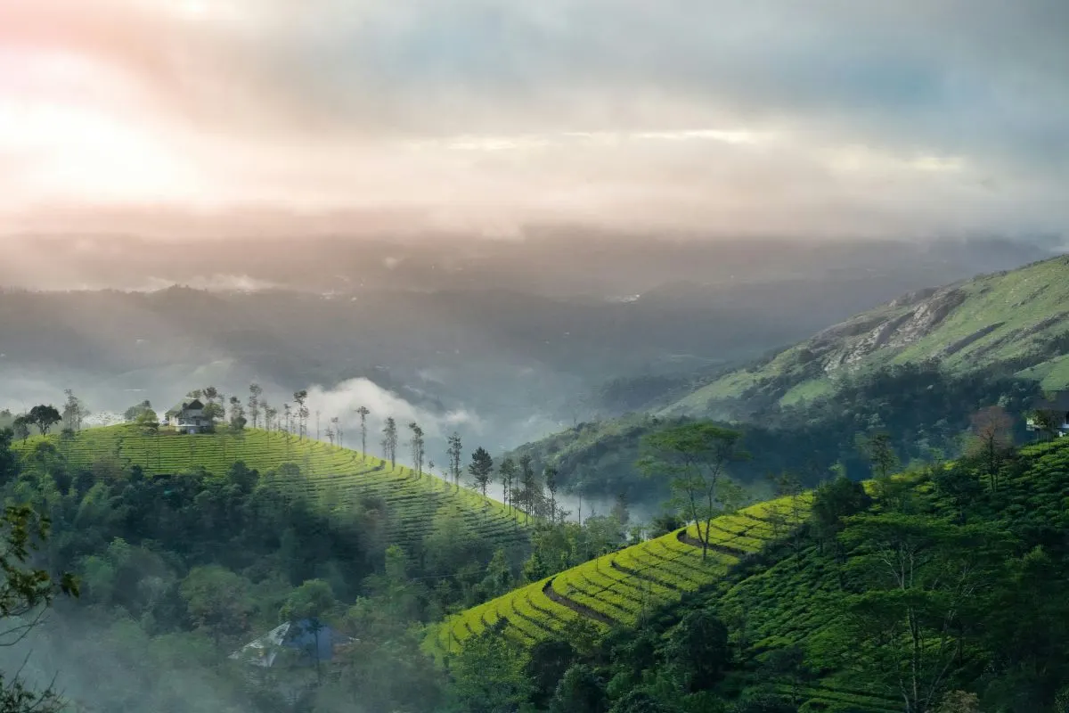 Munnar Mist