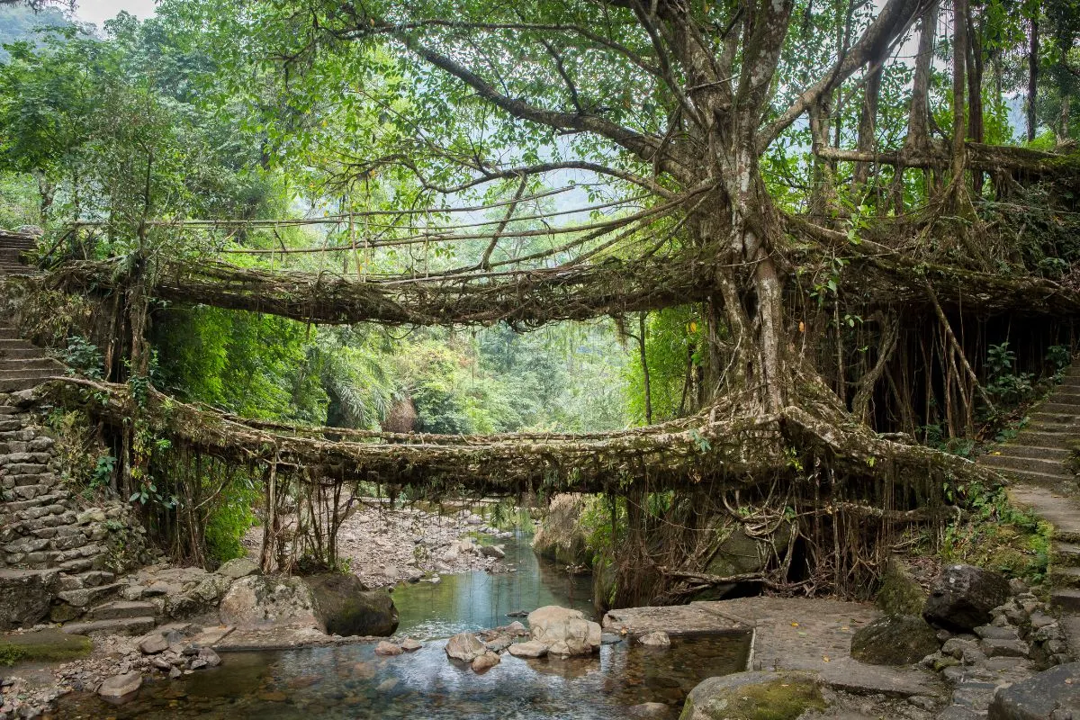 6 Days Meghalaya Cherrapunji Dawki Bliss