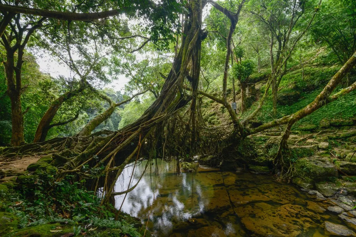 Living Root Bridge
