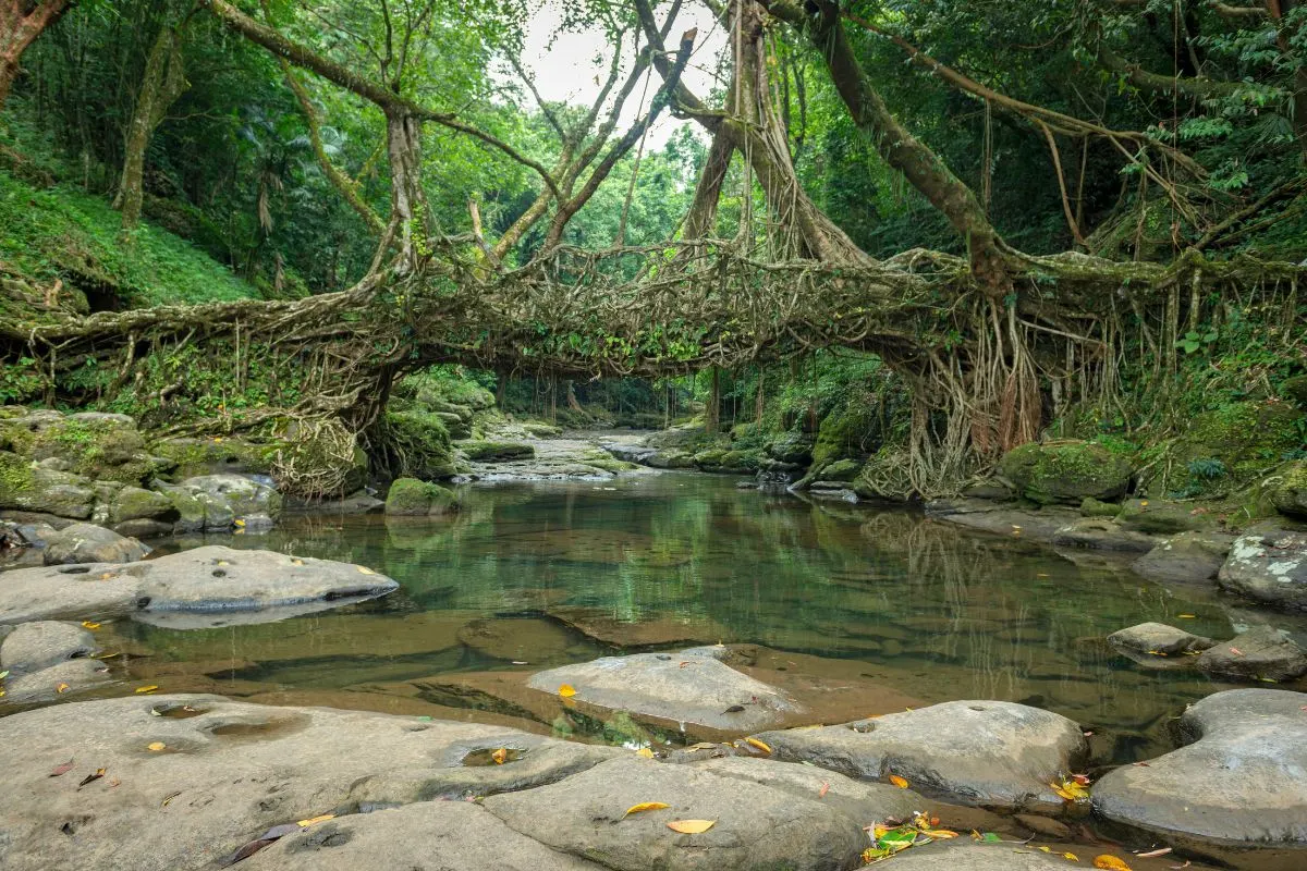 6 Days Meghalaya with Nongriat Trek