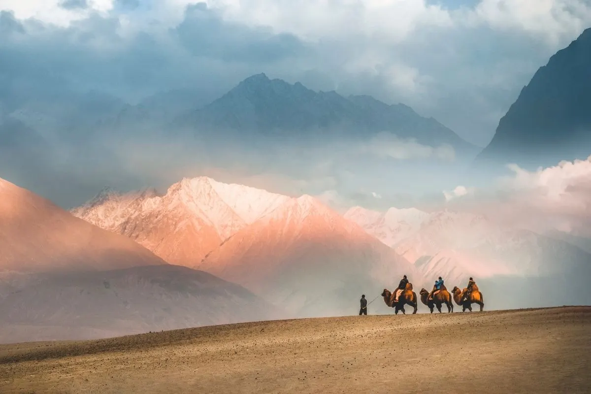 Hunder Camels