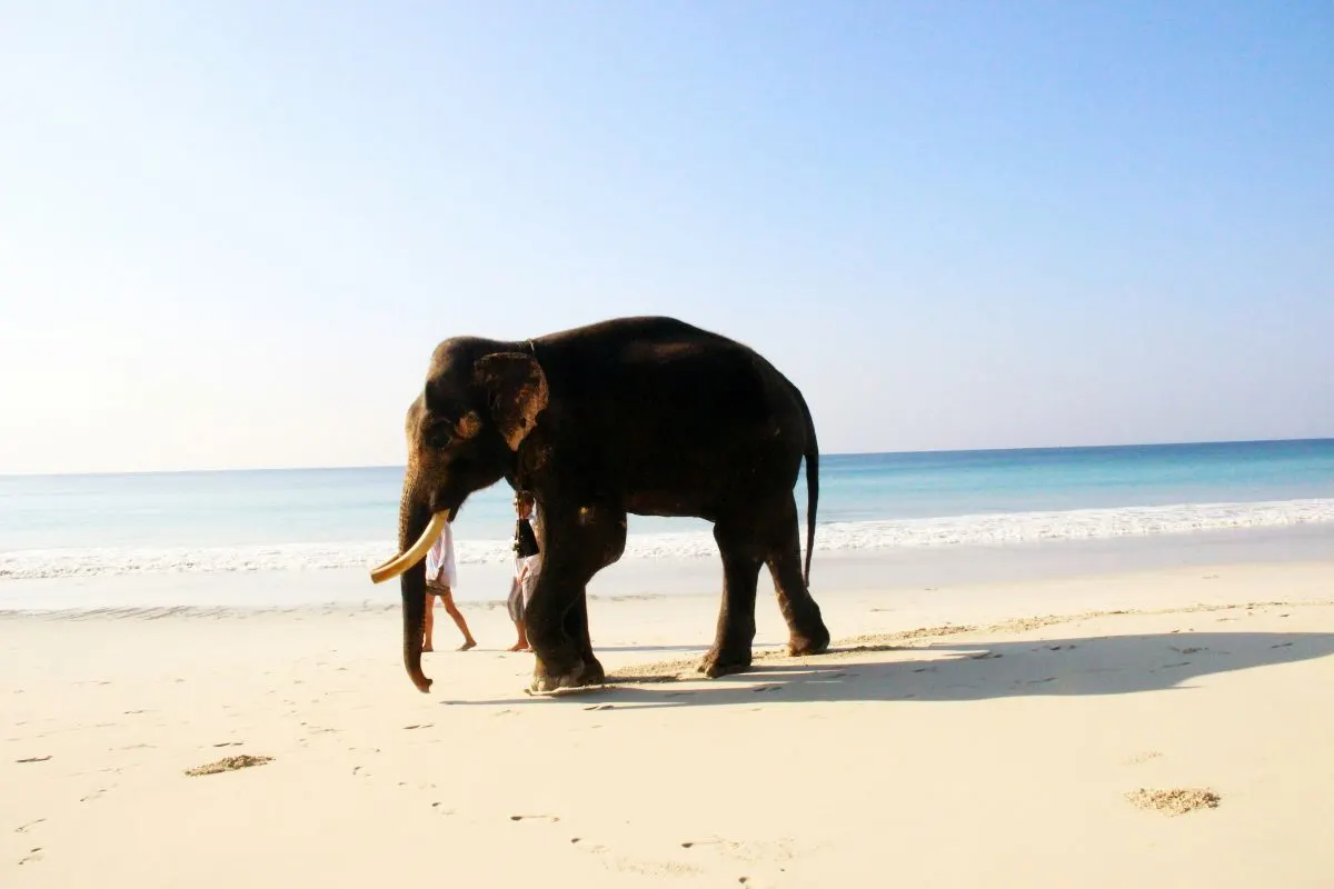 Andaman & Nicobar