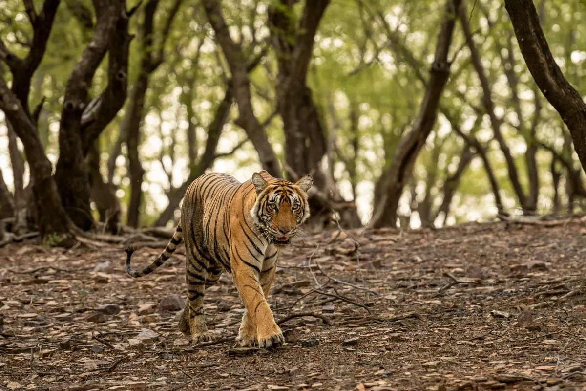 7 Days Nainital Corbett Rishikesh Bliss