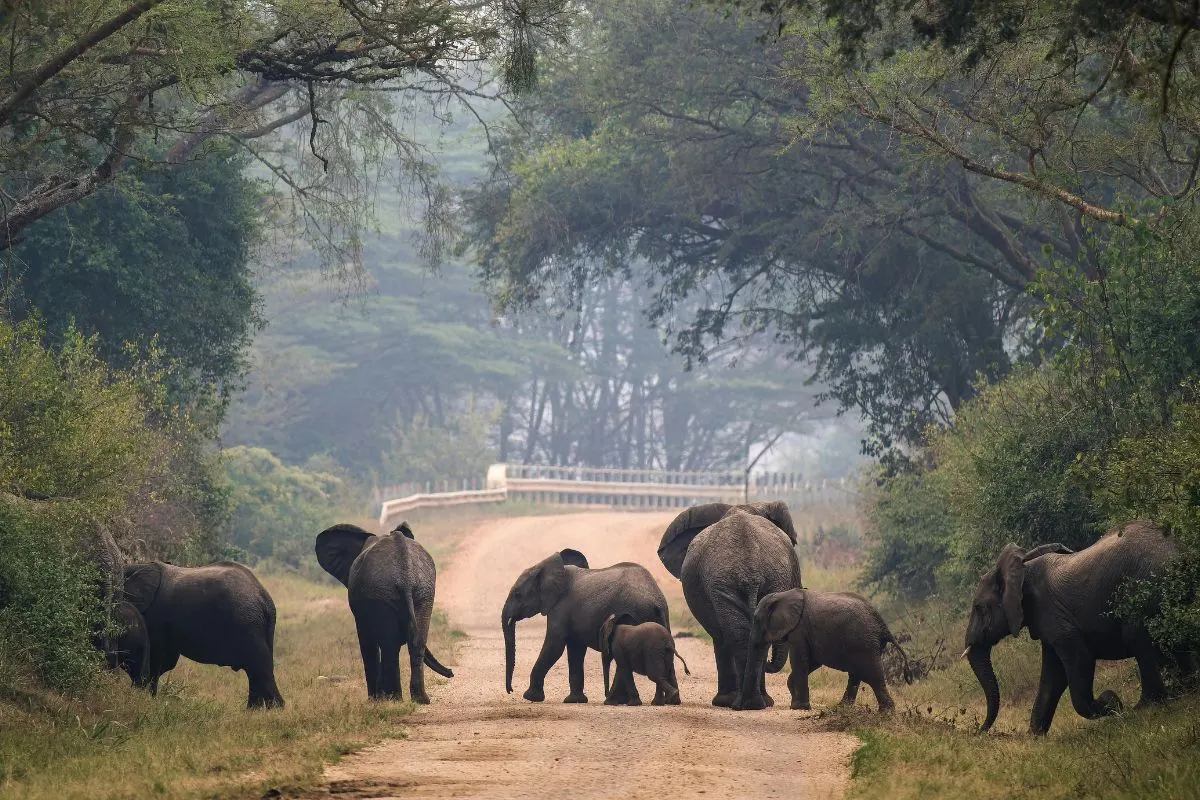 Jim Corbett