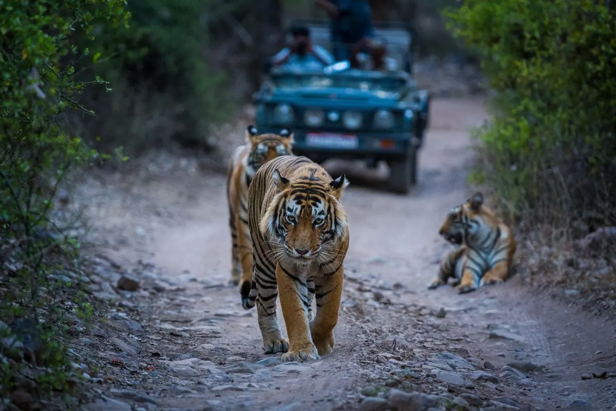 Jim Corbett
