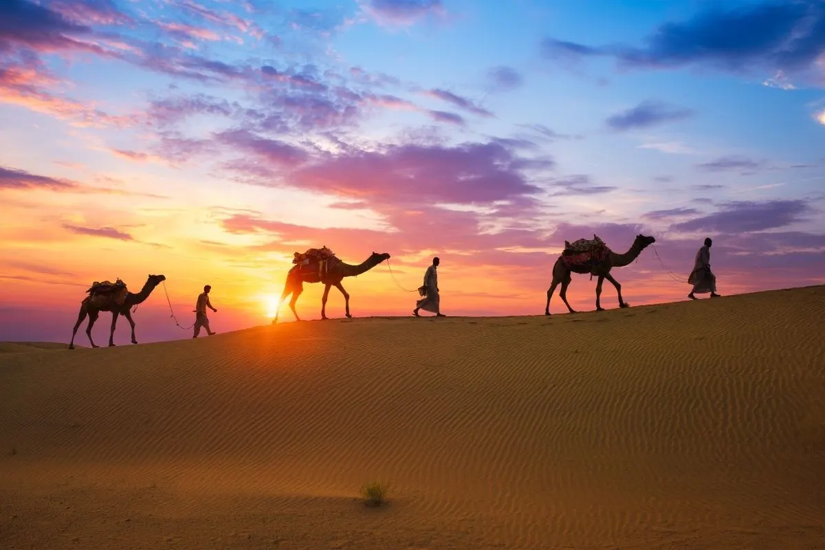Camel Safari
