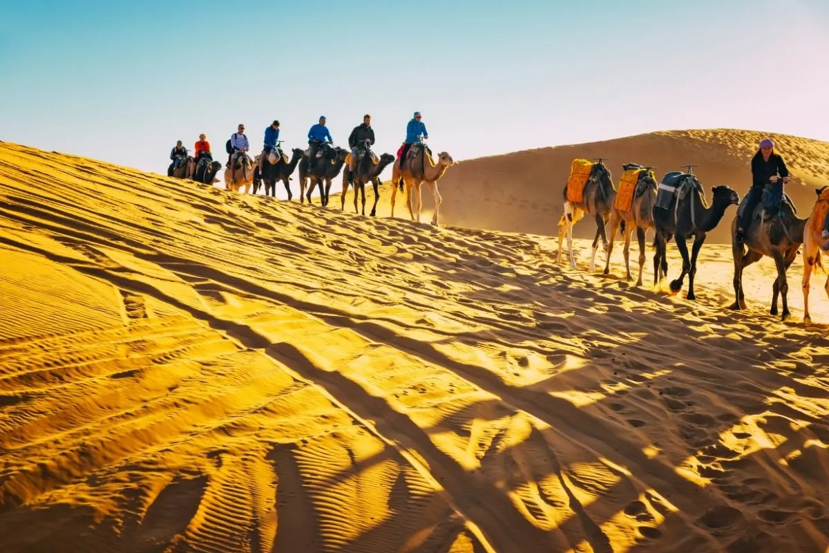 Camel Safari