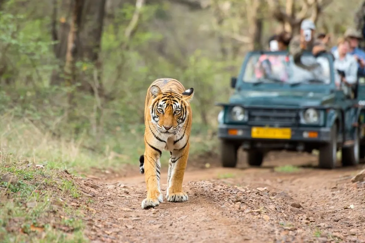 4 Days Jaipur Ranthambore Wildlife Escape