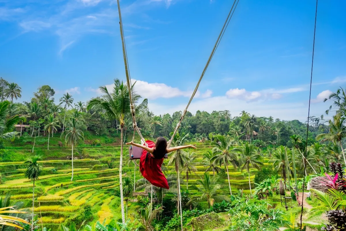 Rice Field Swing