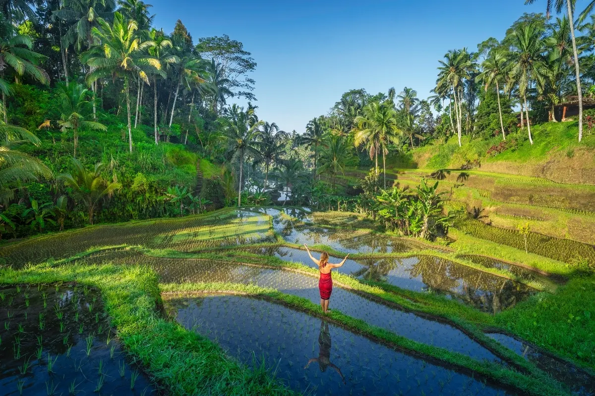 Rice Terraces