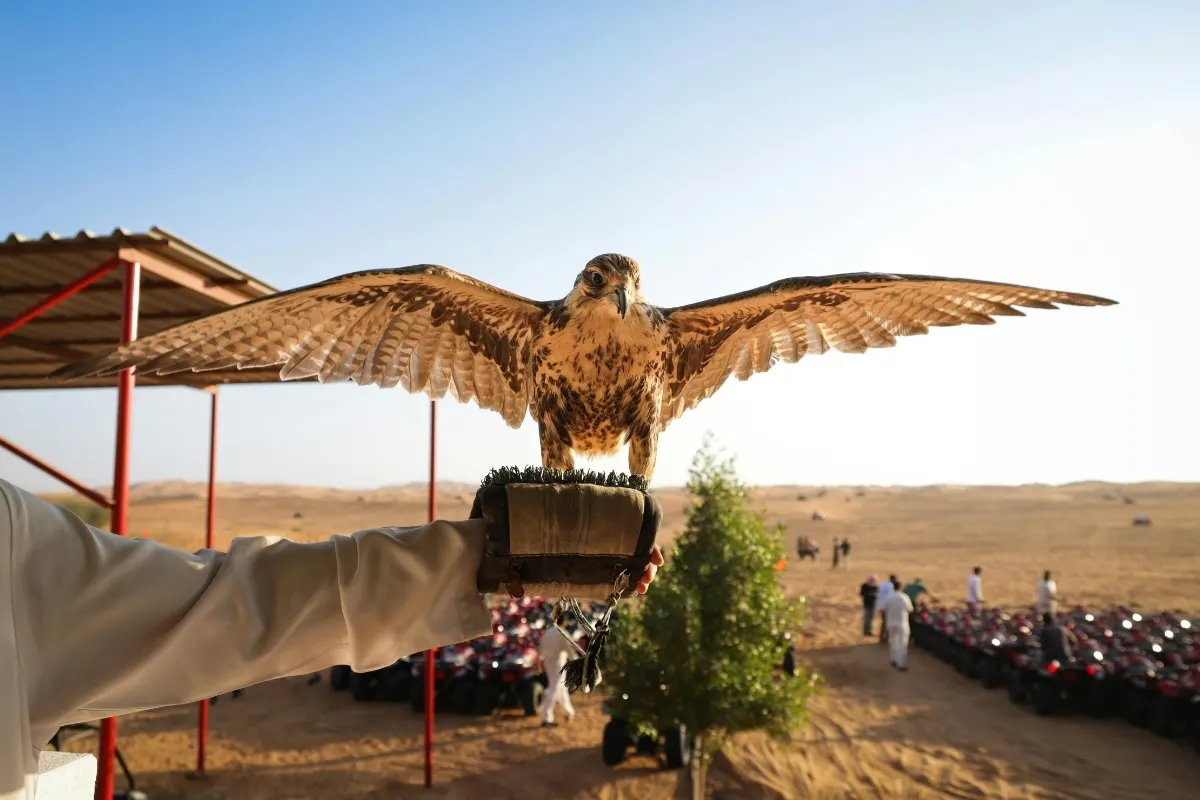 Desert Falcon