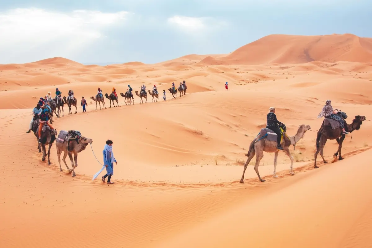 Camel Caravan