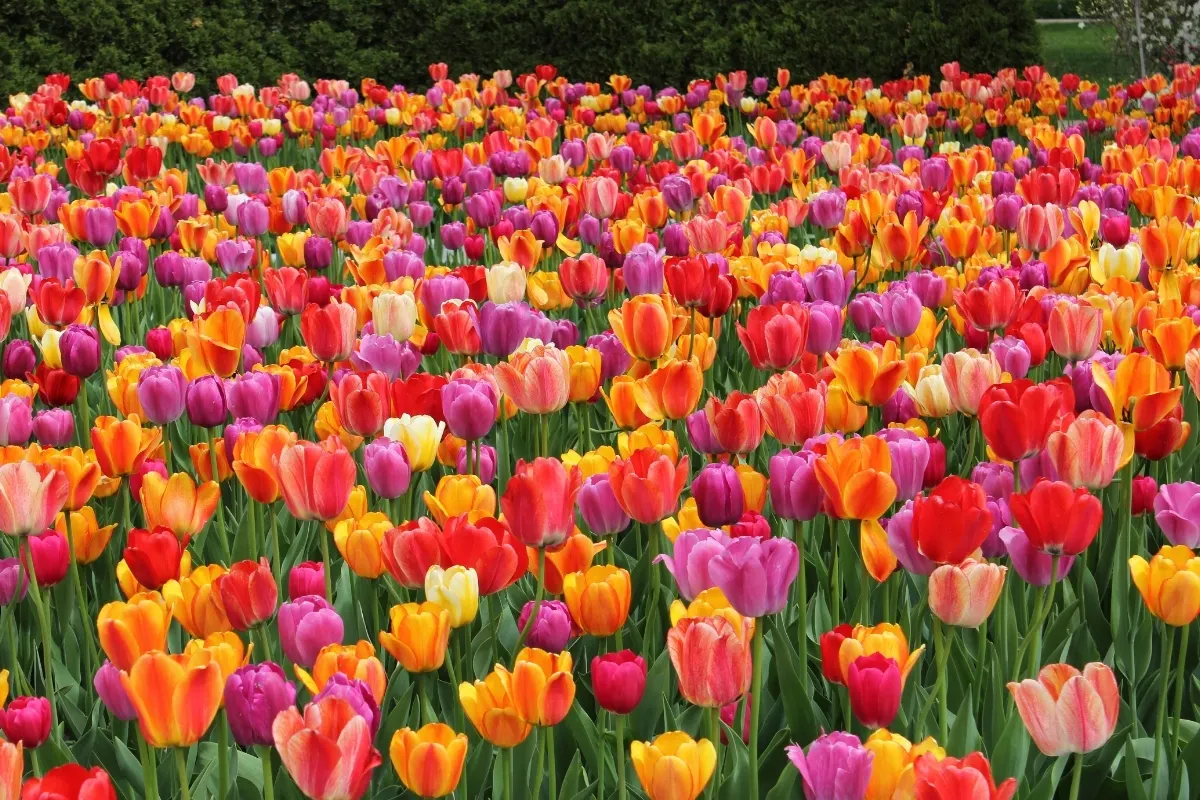Flower Garden