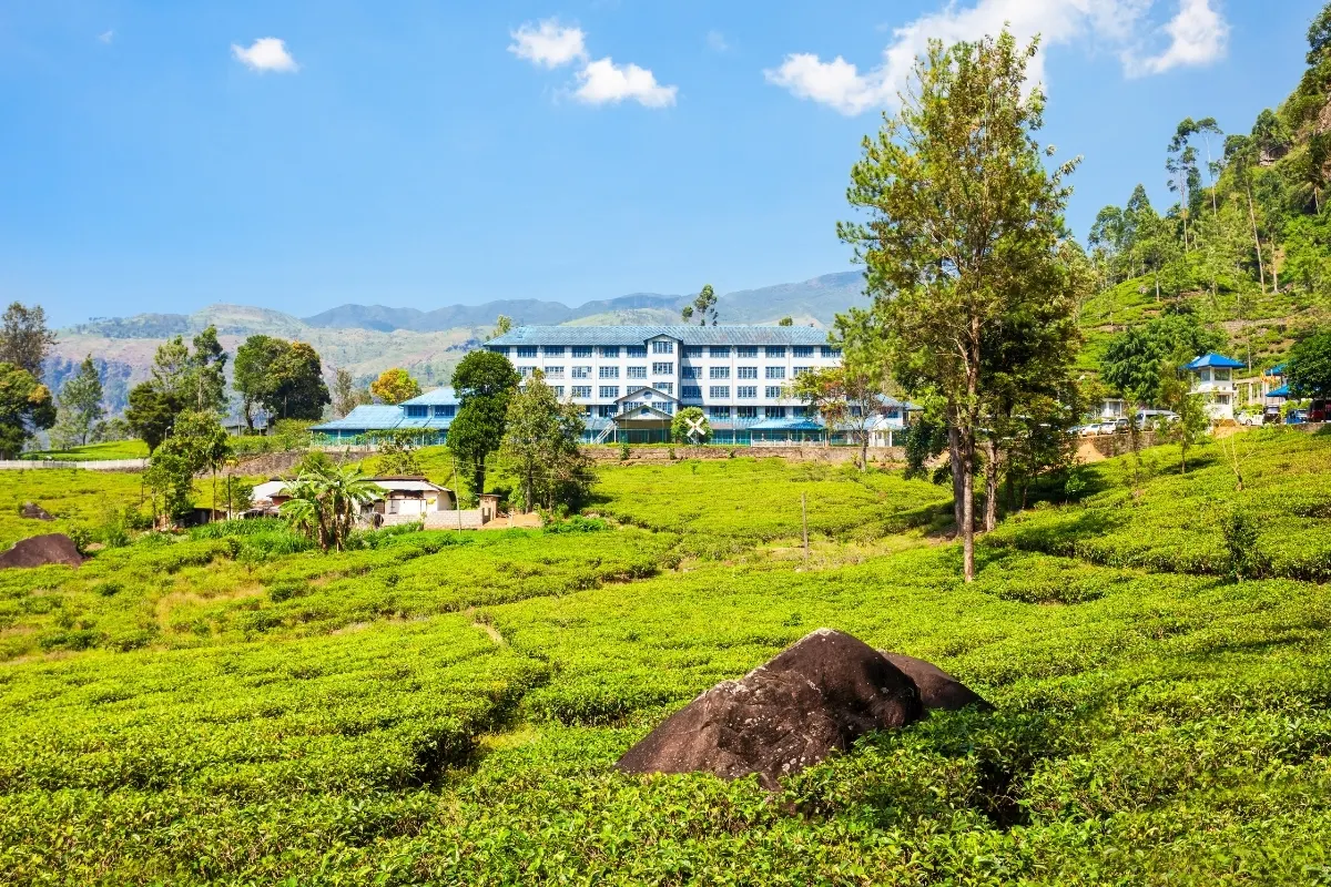 Tea Estate