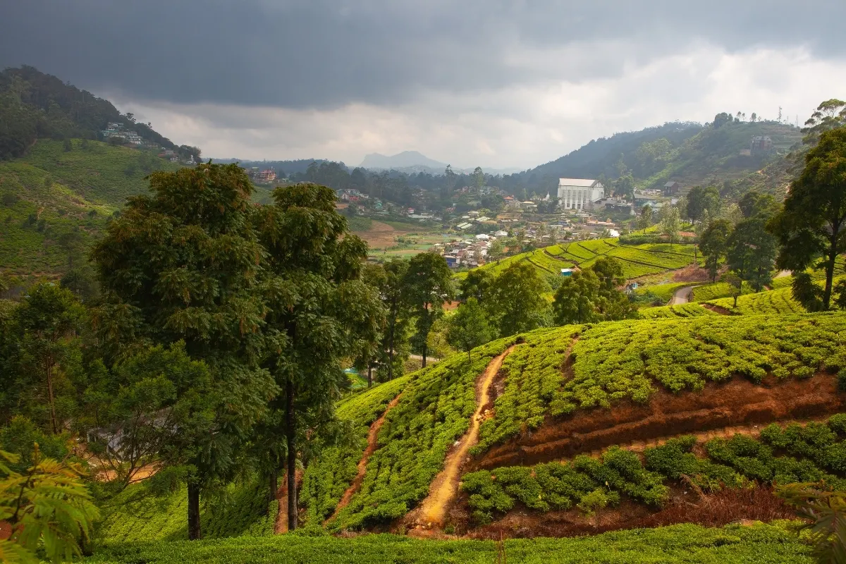 Tea Hills