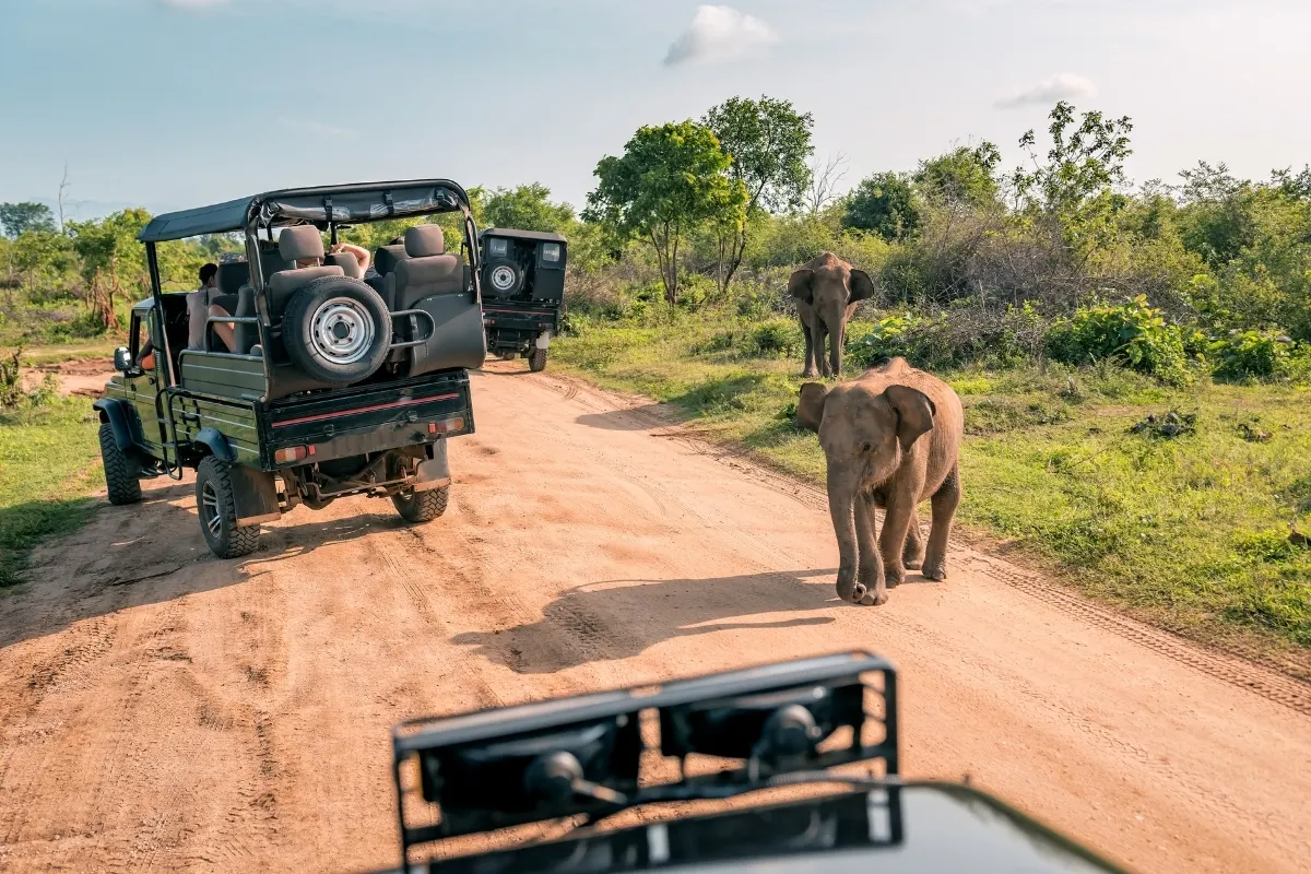 Elephant Crossing