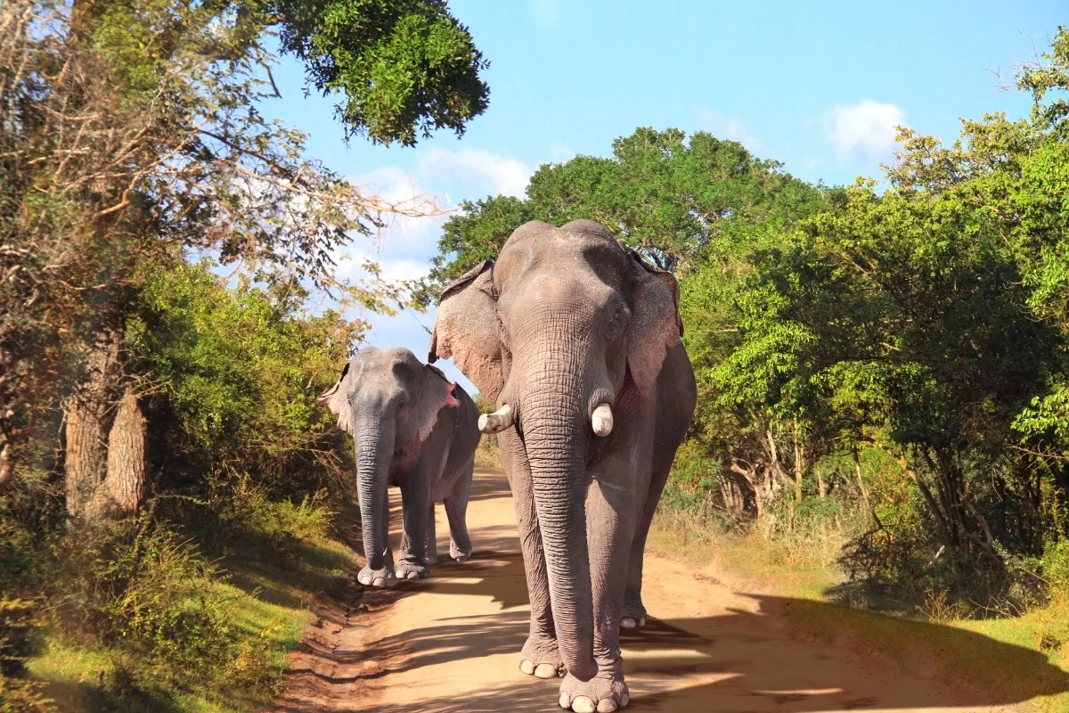 Wild Elephants