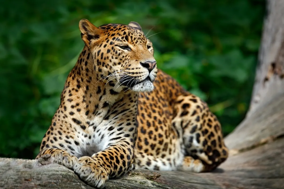 8 Days Sri Lanka Yala Safari Escape