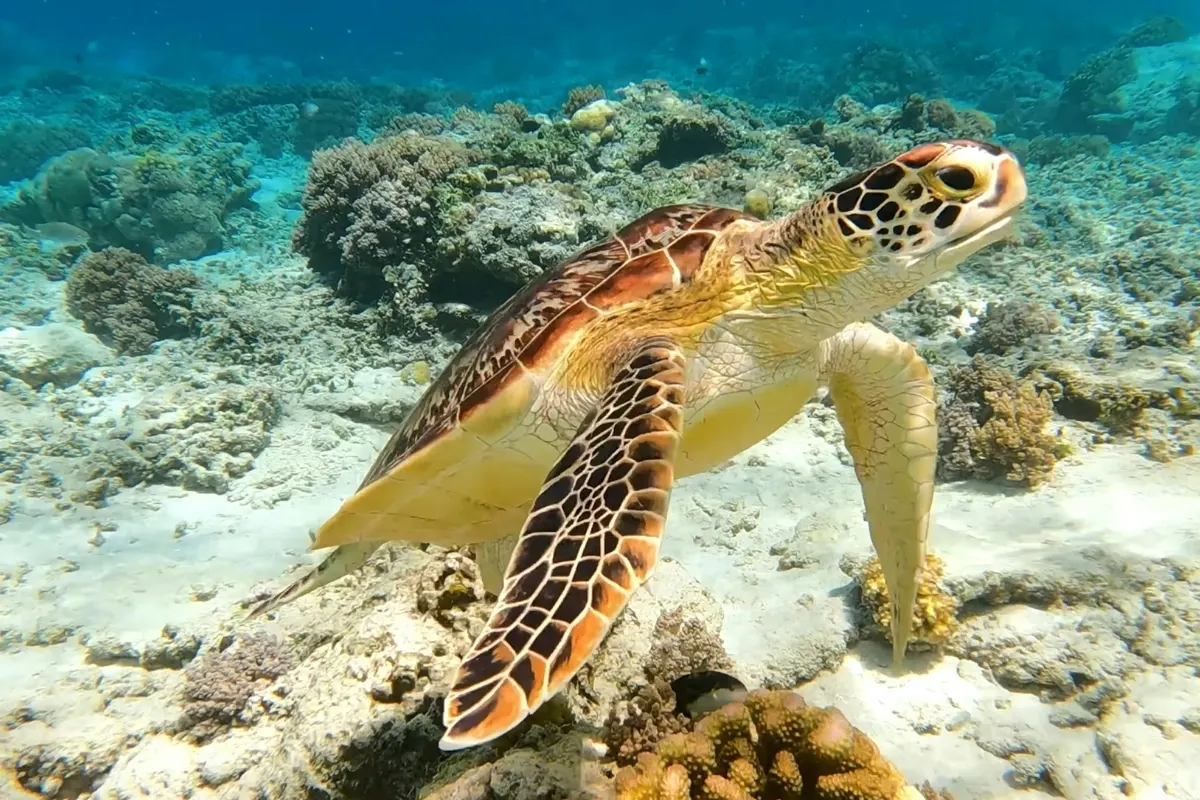 Sea Turtle