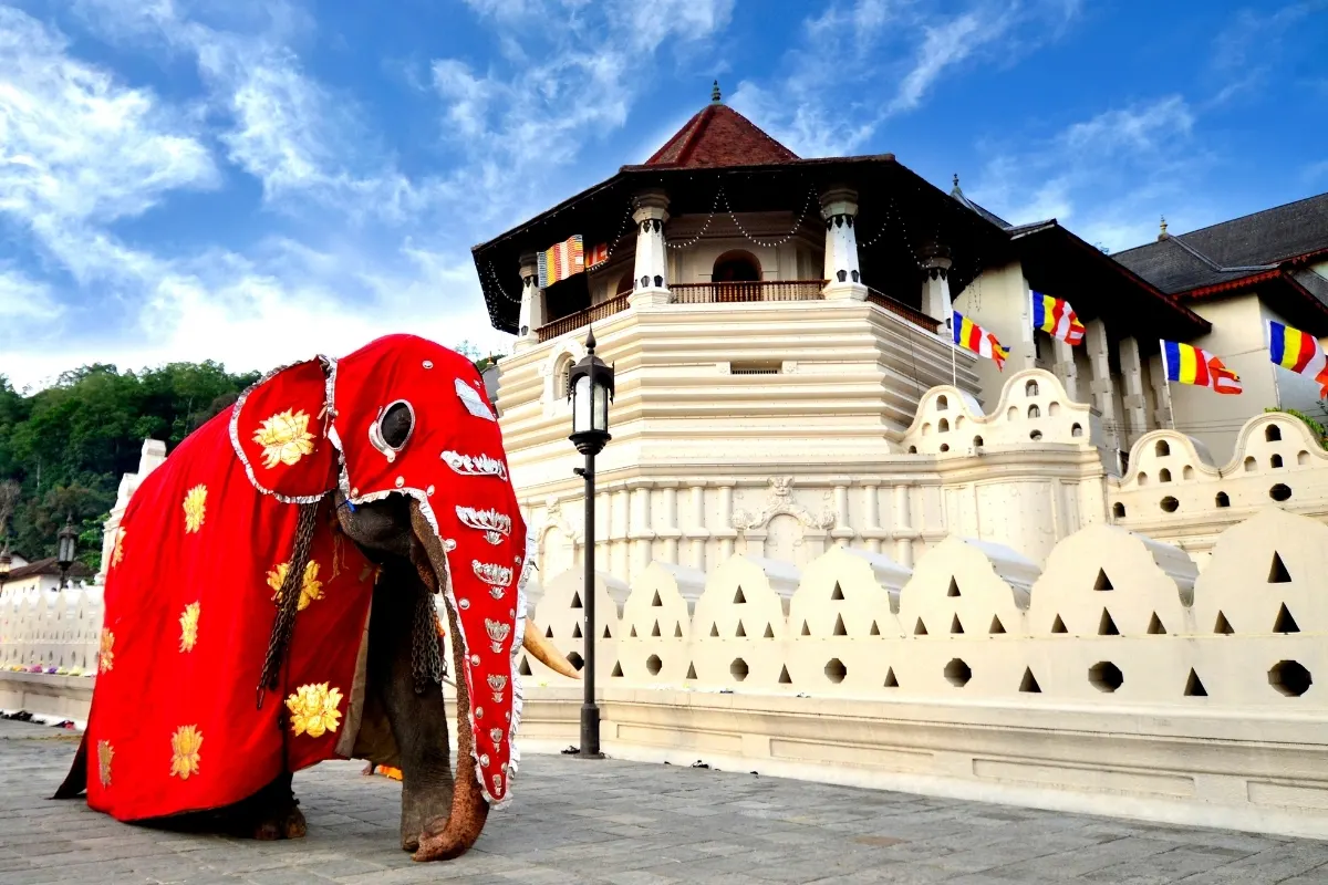 Temple Elephant