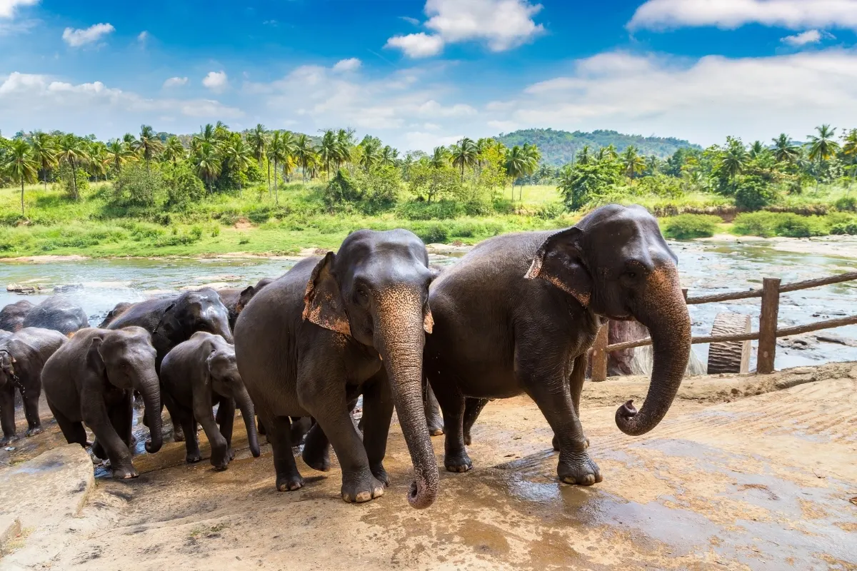 Elephant Orphanage