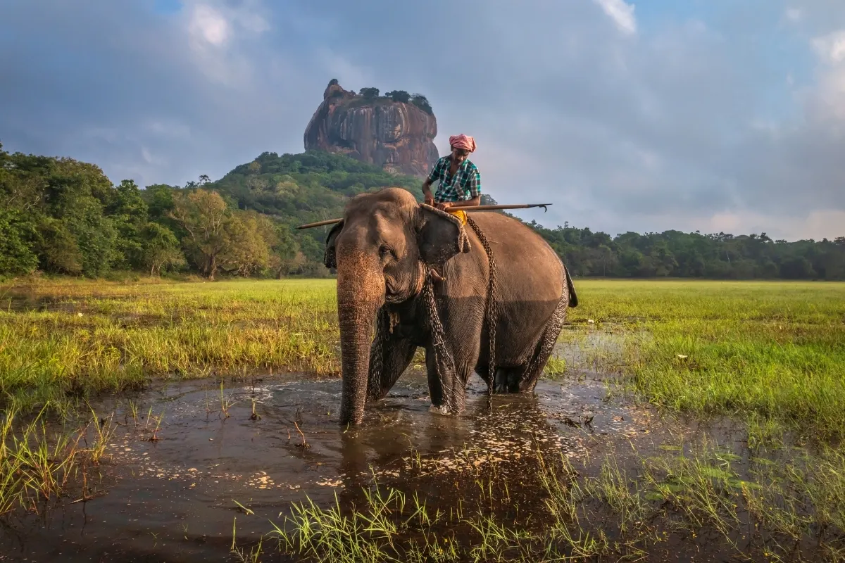 Rock Elephant