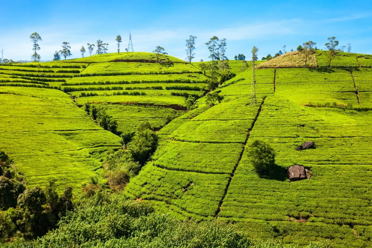 Tea Fields