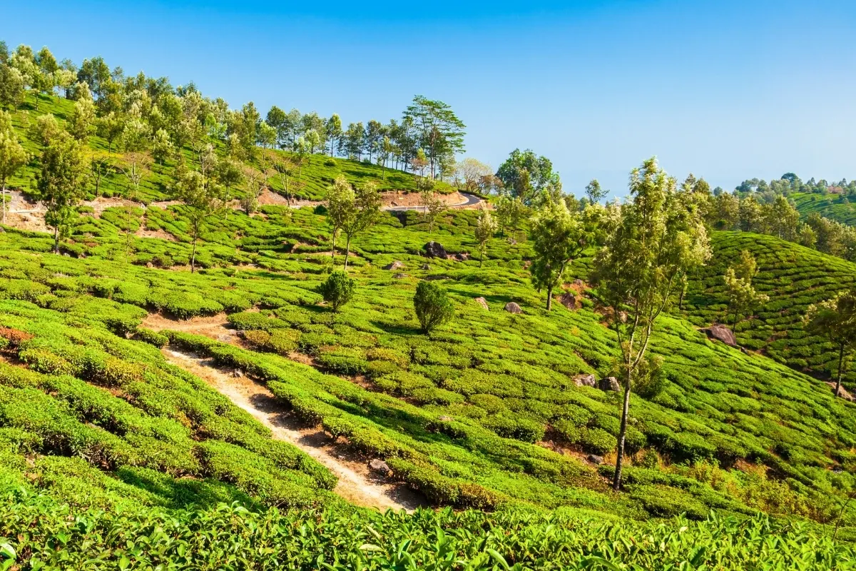 Tea Plantation