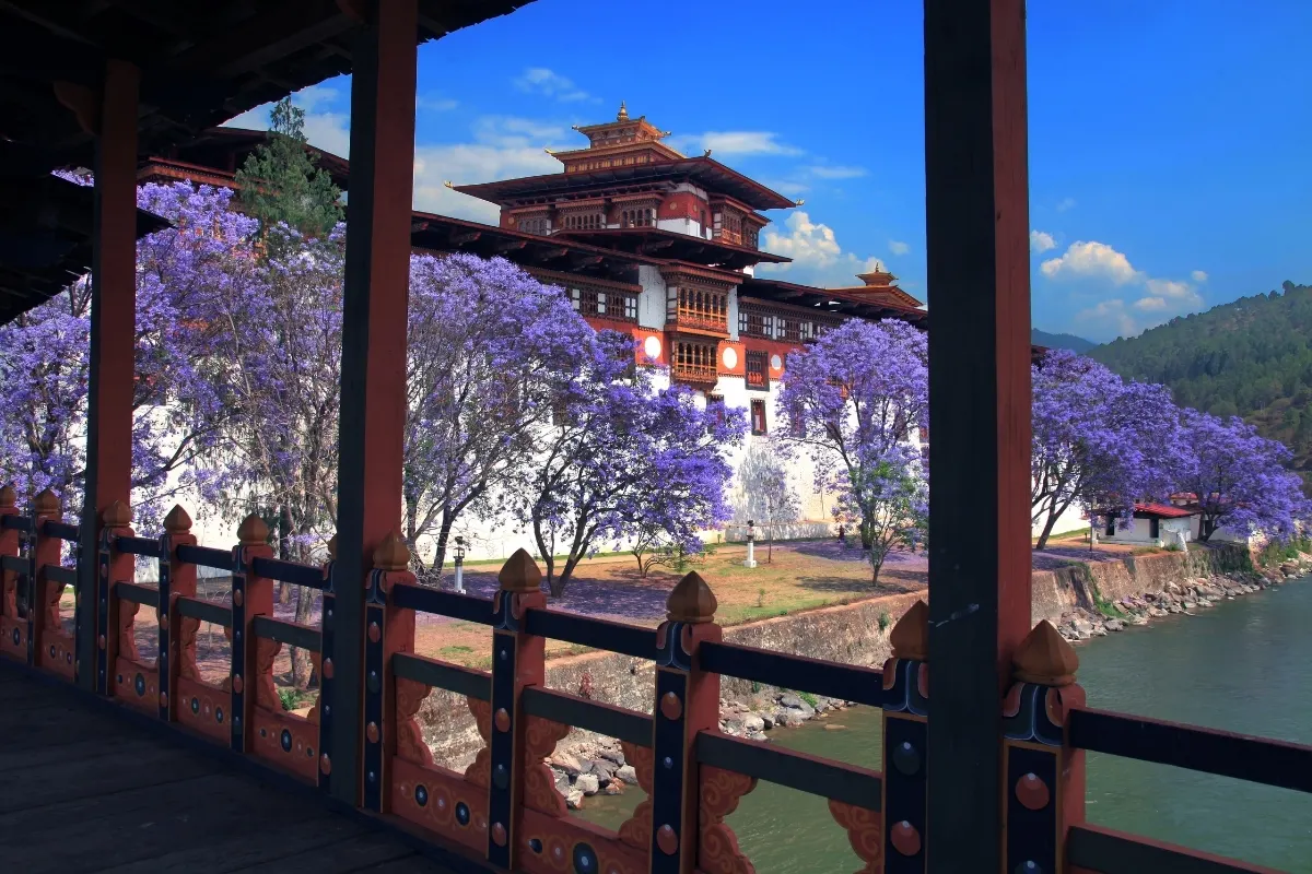 Jacaranda Bloom