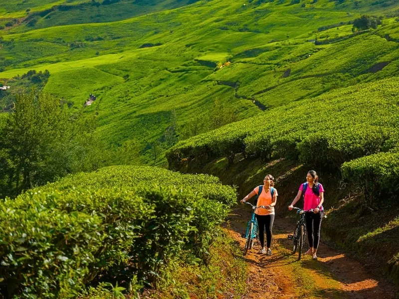 4 Days Munnar Alleppey Luxury Retreat