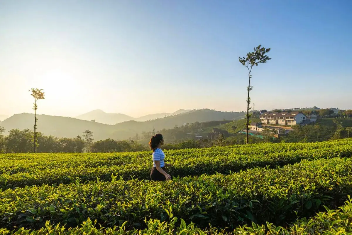 6 Days Munnar Thekkady Vagamon Alleppey Escape